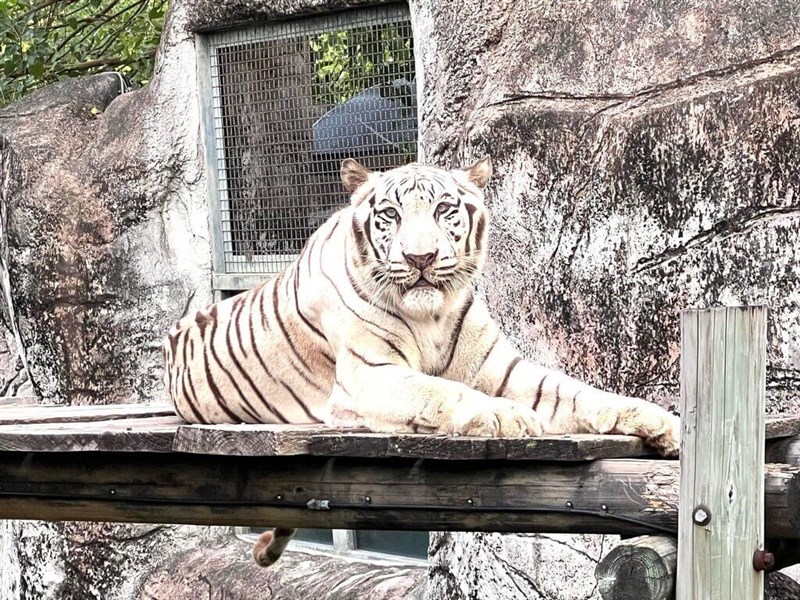 南部・高雄市の高雄寿山動物園は24日、ホワイトタイガー「昭海」が死んだと発表した。2006年11月24日生まれの19歳で、人間では90歳に相当する高齢だった。（写真＝同園提供）