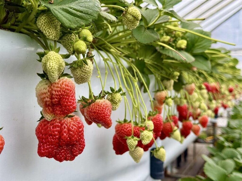 台北市の農園で栽培されたイチゴ＝台北市政府産業発展局提供