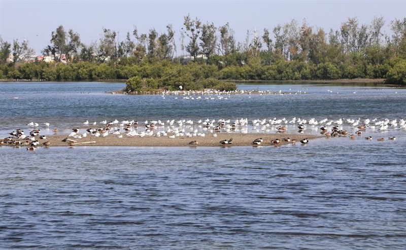 嘉義県布袋塩田湿地に飛来した渡り鳥＝嘉義県政府提供