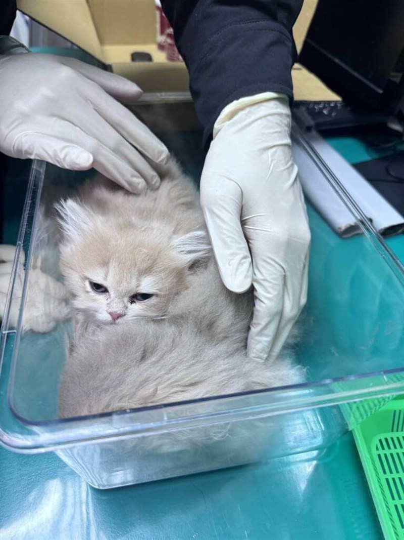 金門空港で男が体に縛り付けていたペルシャネコ＝航空警察局台北分局提供