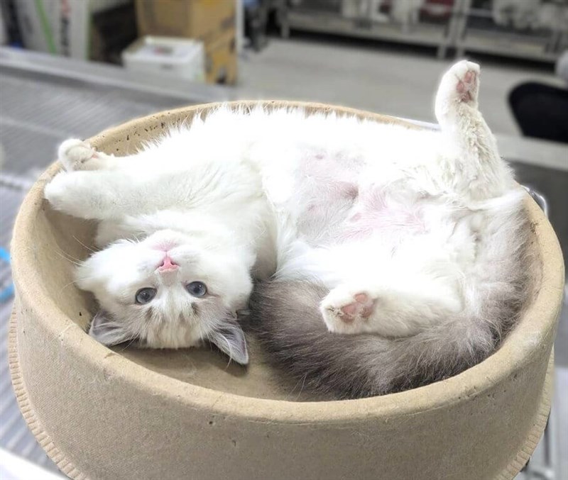 新竹県の動物保護防疫所で保護された長毛種のラグドール猫＝同県政府提供