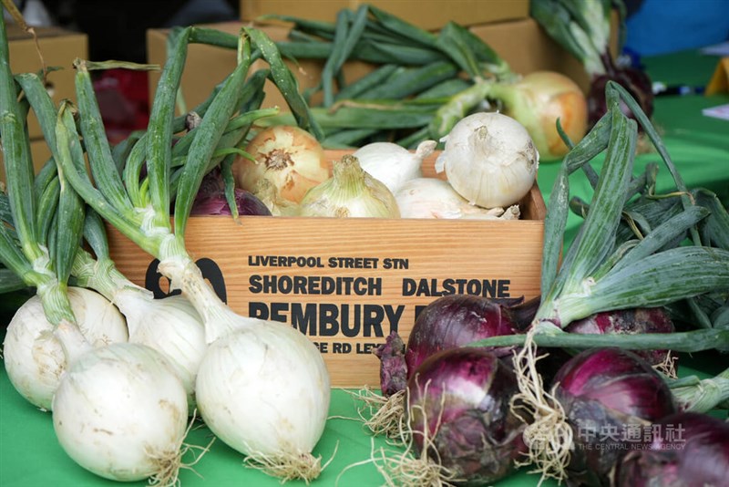 恒春産タマネギ＝＝3月13日、屏東県