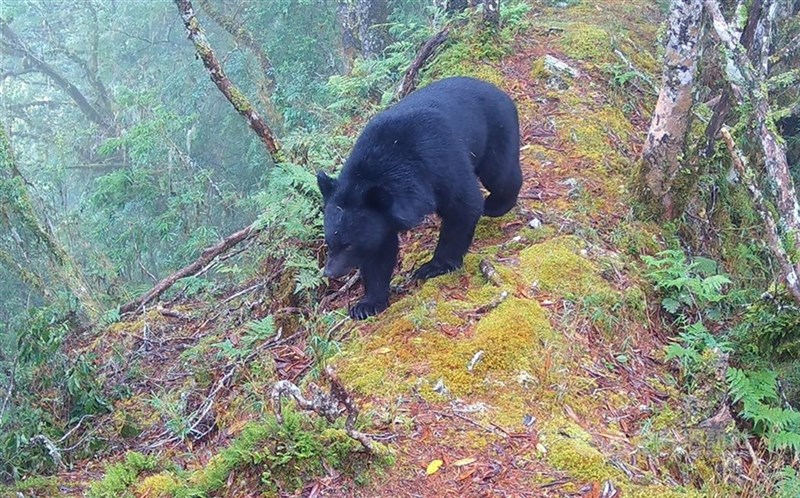 タイワンツキノワグマ＝中央社資料写真