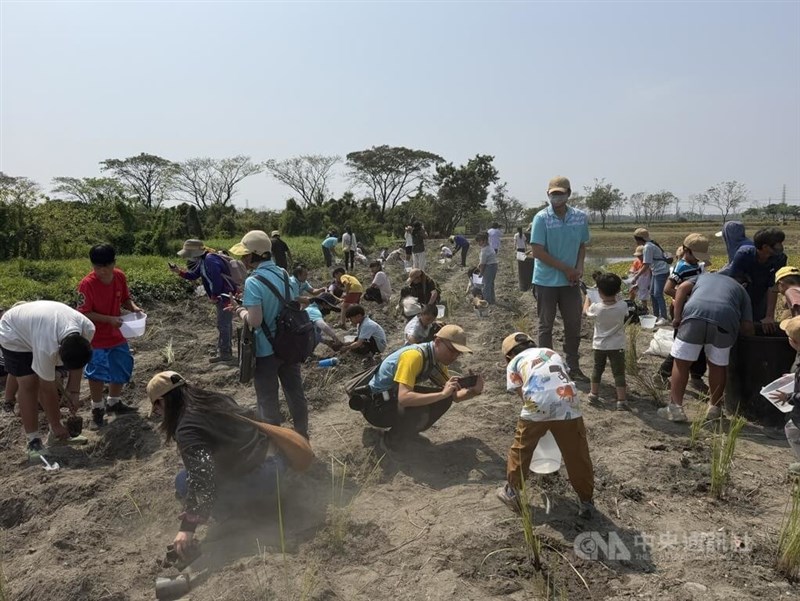 屏東県の圳寮濕地でチガヤを植栽する人たち＝2026年3月21日、中央社記者李卉婷撮影
