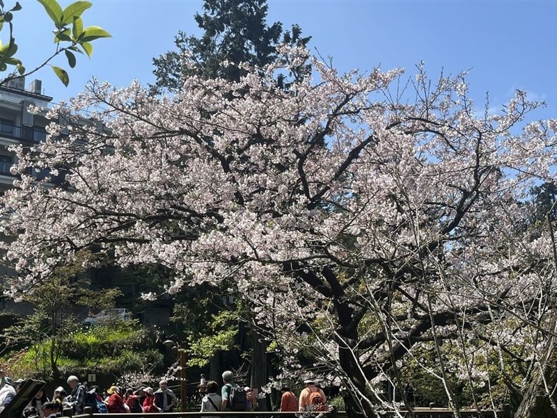 阿里山のソメイヨシノ開花状況を示す標本木とされる「桜王」＝3月24日、嘉義県（蕭明学さん提供）