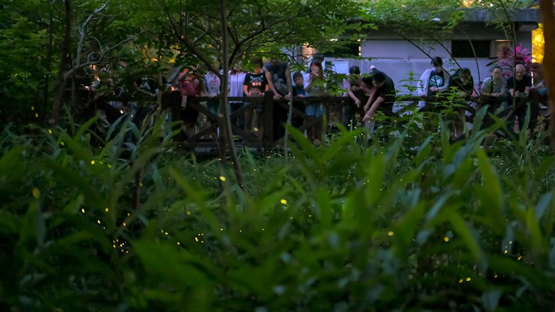 台北市中山区の栄星花園公園で過去に行われたホタル観賞イベントの様子（台北市公園処提供）