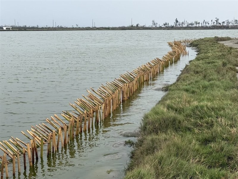 コアジサシなどの鳥類の繁殖行動を保護するために設置された竹柵＝嘉義県政府提供