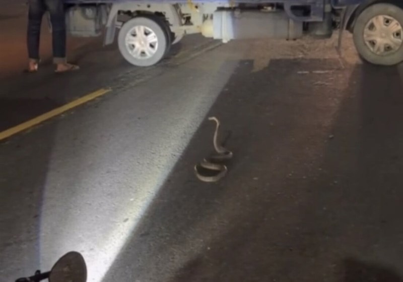 道路を渡ろうとするコブラ＝4月13日、高雄市（高雄市警察局鳳山分局）