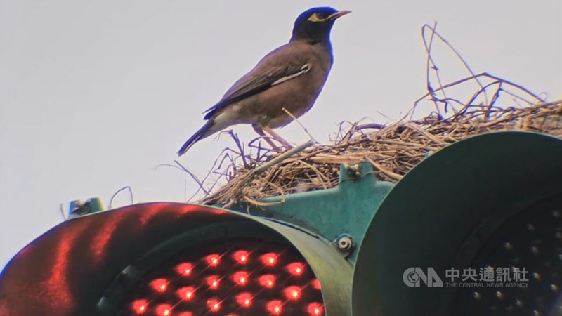 信号機の上に作られた巣に止まったハッカチョウ＝2026年4月17日、中央社記者王朝鈺撮影