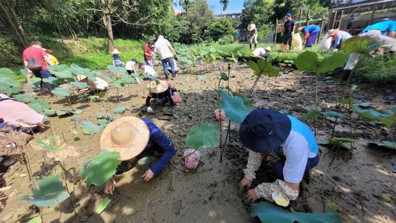 基金会の呼びかけに応じ、生態池にハスを植え直し、環境教育と生命教育の学習環境を整備しているボランティアたち＝福智文教基金会提供