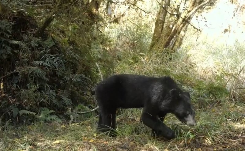 自動カメラが撮影したタイワンツキノワグマ（林業・自然保育署宜蘭分署提供）