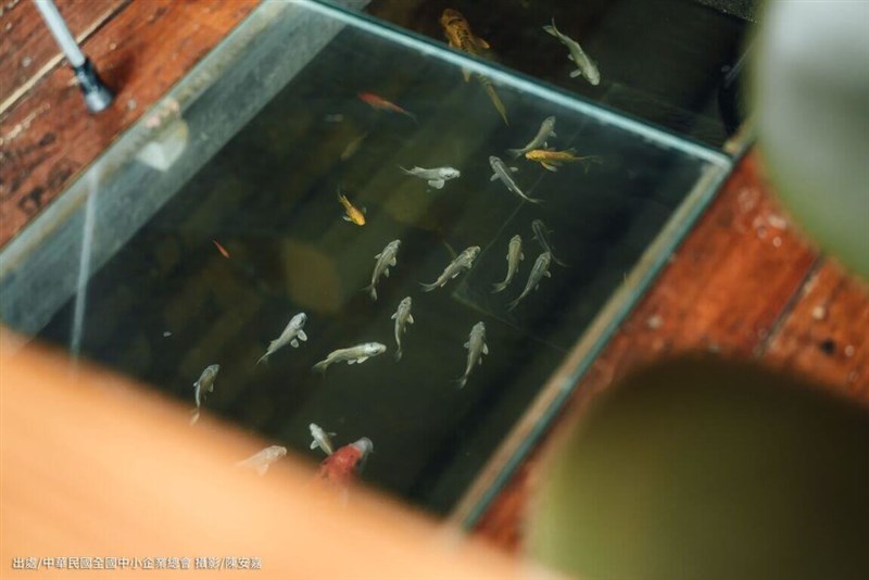 嘉義県民雄郷の「魚缶頭珈琲館」では、床に張られたガラスから池を泳ぐ魚が見られる＝陳安嘉さん撮影、嘉義県文化観光局提供