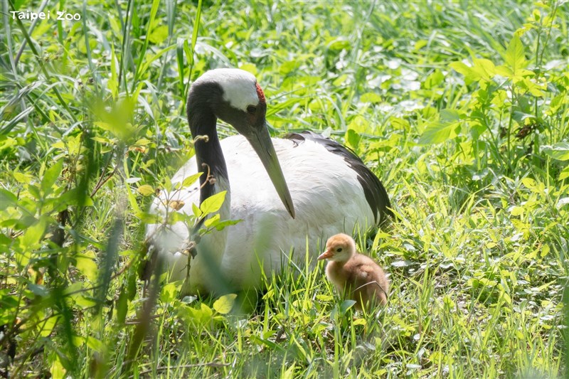 タンチョウのキカ（左）とひな（台北市立動物園提供）