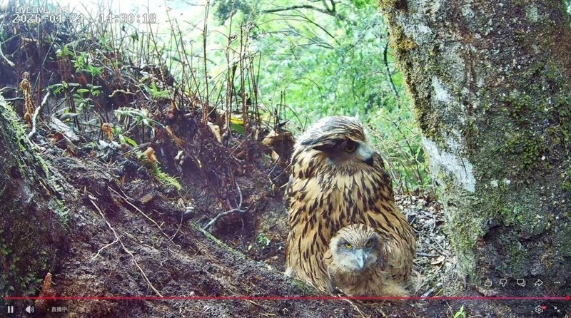 ウオミミズクの親子＝雪覇国家公園管理処提供