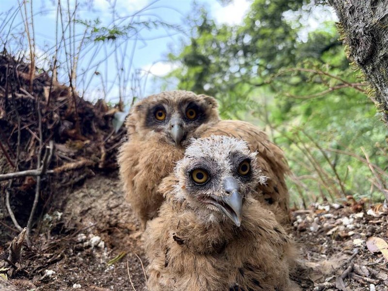 ウオミミズクのひな＝雪覇国家公園管理処提供