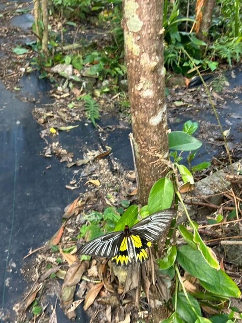 台湾東部の離島・蘭嶼に生息するコウトウキシタアゲハ（台湾師範大学、朗島小学校の周家輝主任、施拿保さんの親族提供）