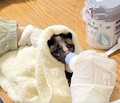 人工授乳中のハクビシンの幼獣＝苗栗県政府提供