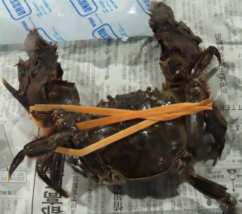 水際検査で不合格になった日本のモクズガニ（食品薬物管理署提供）