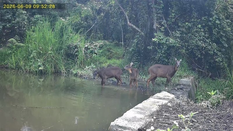 台東県池上郷の養鶏場で確認された3匹のタイワンカモシカ＝国家発展委員会池上青年培力工作站提供