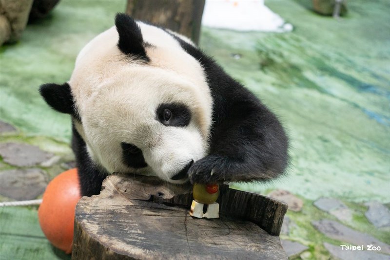 特製の餌に興味を示す円宝（台北市立動物園提供）