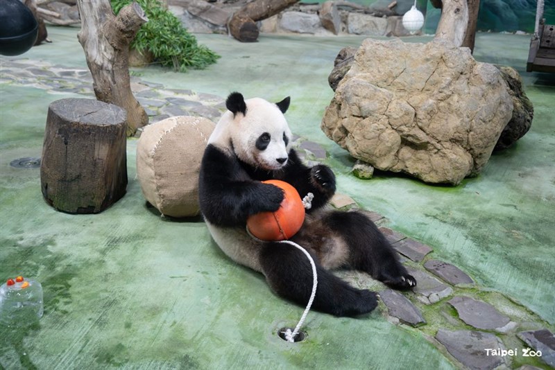 ボールを抱える円宝（台北市立動物園提供）