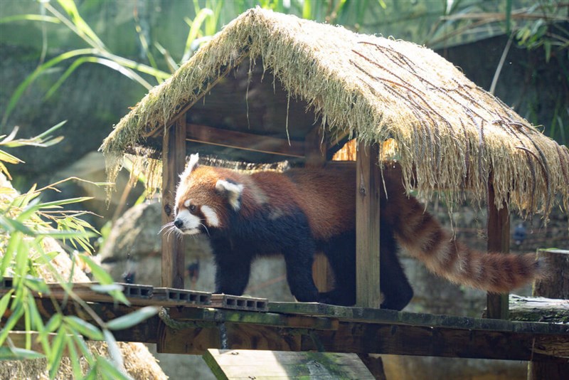 北海道の旭山動物園から来園したレッサーパンダ「茜茜（チェンチェン）」（台北市立動物園提供）