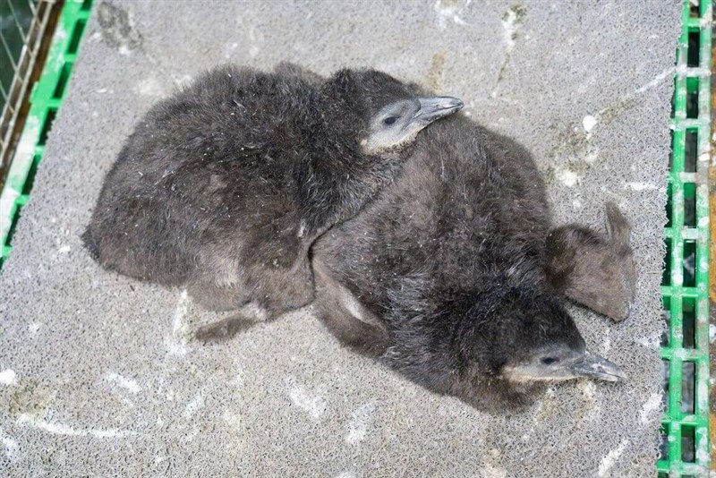 同じつがいから生まれた2羽の赤ちゃんペンギン(台北市立動物園提供)