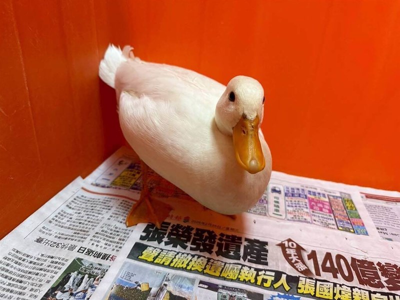 桃園市政府動物保護処が保護し、8月1日に里親を募集するコールダック＝同処提供
