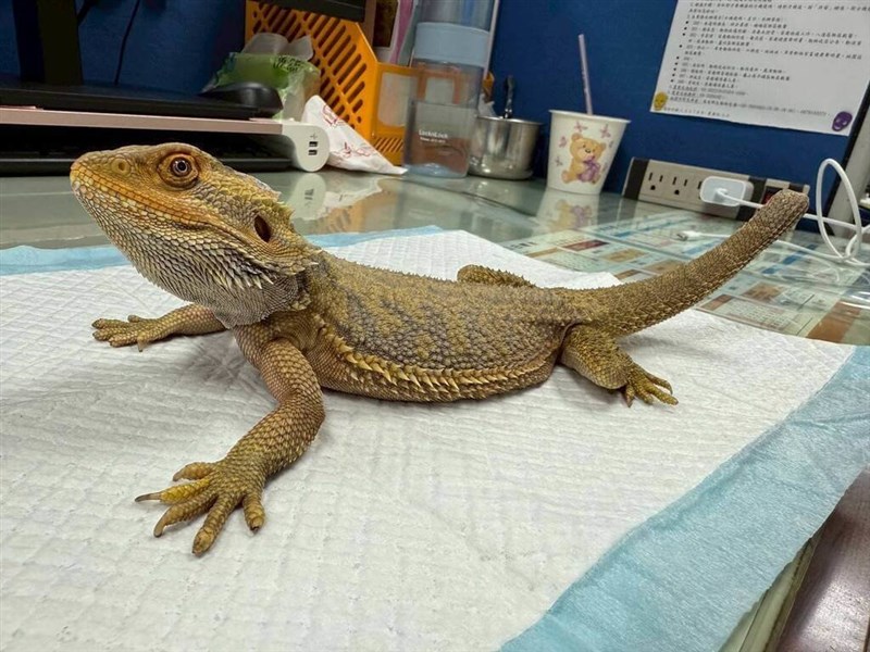 桃園市政府動物保護処が里親を募集するフトアゴヒゲトカゲ＝同処提供