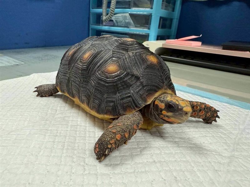 桃園市政府動物保護処が里親を募集するアカアシガメ＝同処提供