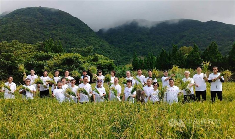 陽明山・竹子湖で蓬莱米の収穫を行う農業部の関係者ら＝8月26日、台北市