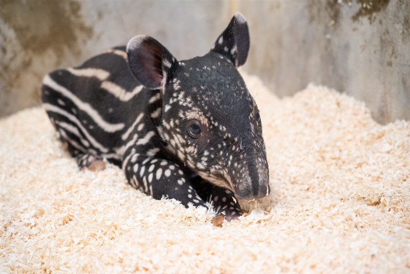 台北市立動物園で生まれたマレーバクの赤ちゃん、体重は約8.6キロ＝同園提供