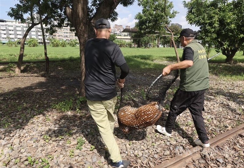 無事に捕獲されたシカ＝中央社記者董俊志撮影