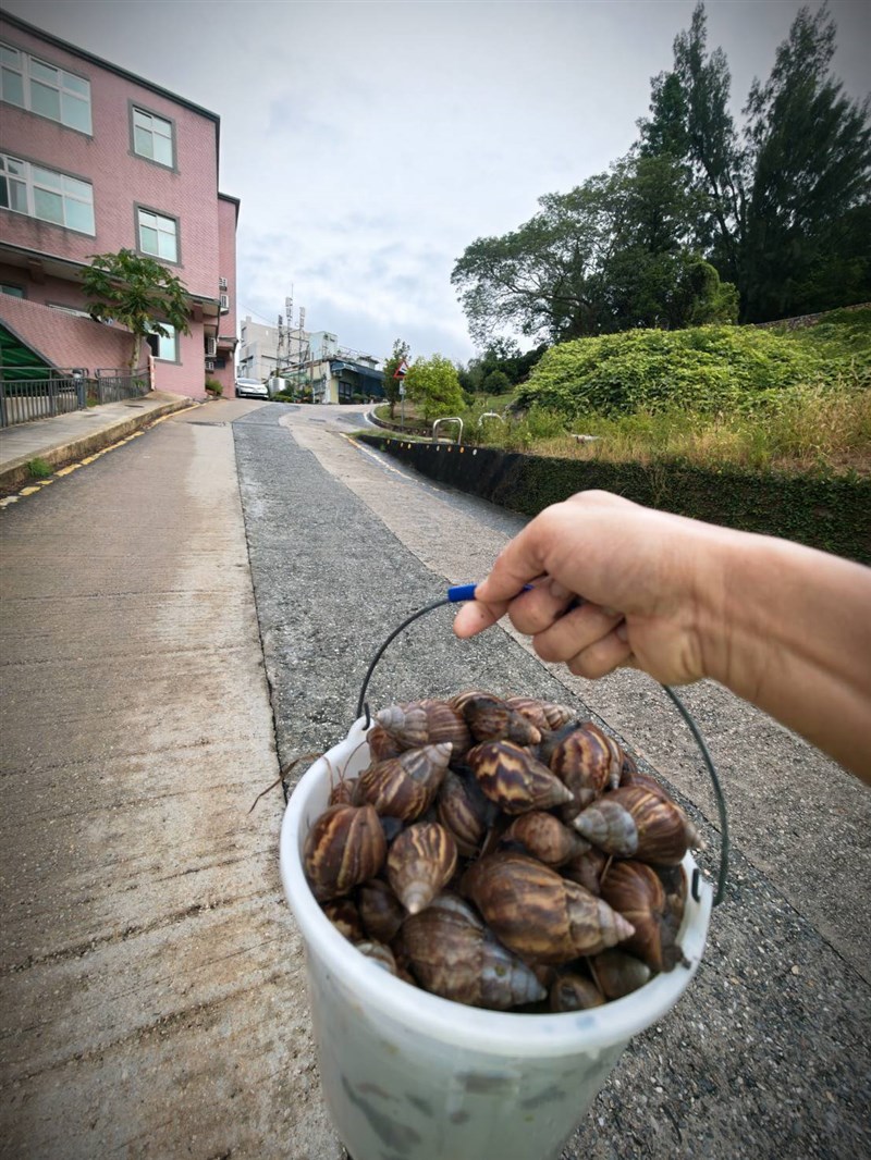 住民が南竿郷で拾い集めた、バケツいっぱいのアフリカマイマイ＝市民提供