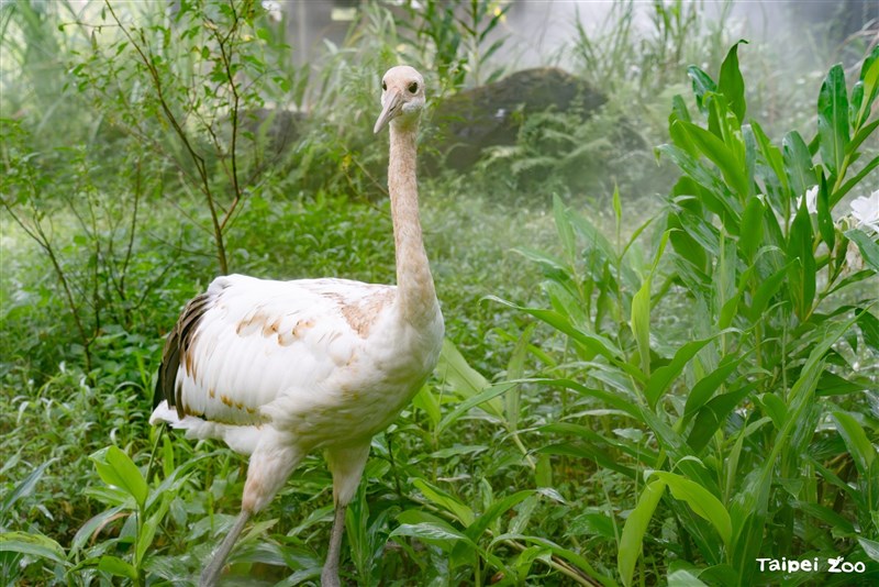 あどけない表情を見せる生後約4カ月半のタンチョウ＝台北市立動物園提供