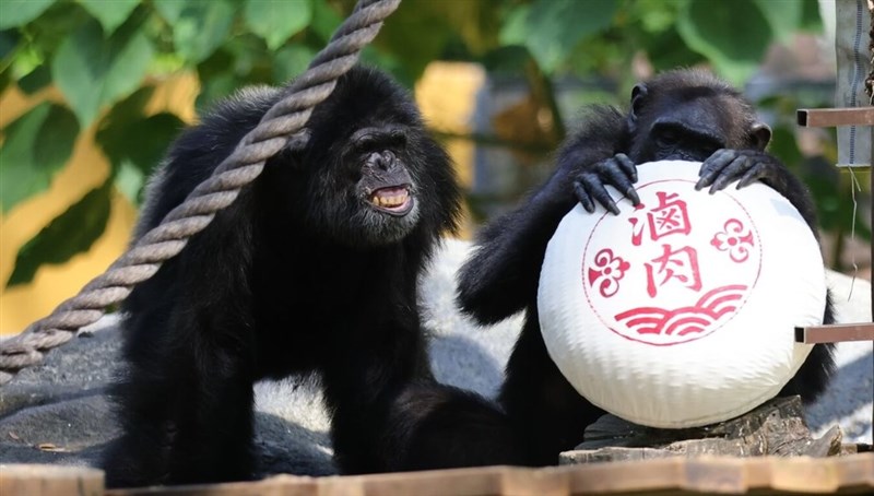 台湾の伝統菓子「椪餅」を使った餌隠しのおもちゃで遊ぶチンパンジー＝寿山動物園提供
