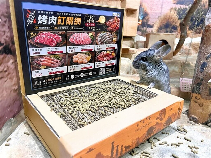 ノートパソコン型の餌入れを見つめるチンチラ＝寿山動物園提供