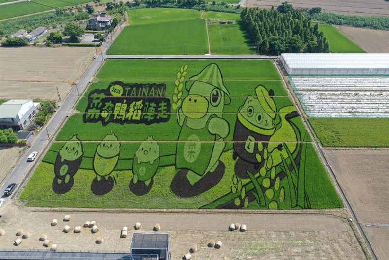 台南市後壁区の水田に描かれた「菜奇鴨」の田んぼアート＝台南市政府提供
