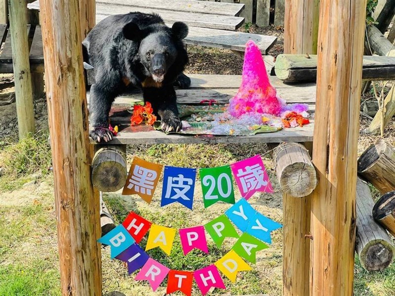 タイワンツキノワグマの兄弟、特製ケーキ頬張る 動物園で誕生会