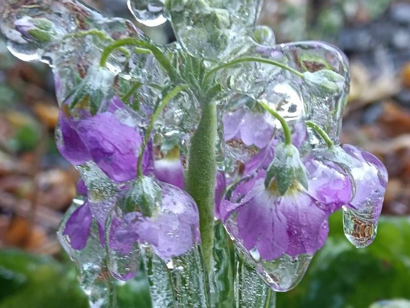 台中の農場に氷に閉じ込められた花　駄菓子のタンフールーのよう