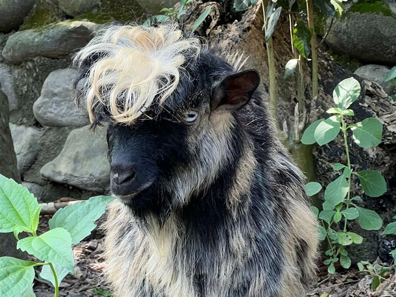 南部の動物園、新メンバーが続々登場　マーラや気絶ヤギなど