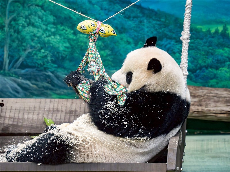 【写真特集】台北市立動物園、動物たちにXマスプレゼント　パンダには木くずのリース／台湾