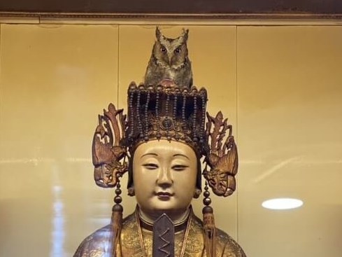コノハズク、女神「媽祖」の頭から離れず　3日経過、心配の声も／台湾