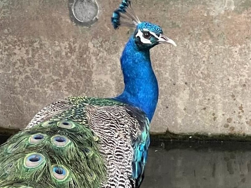 台北市内でクジャク保護　飼い主現れなければ里親を募集へ／台湾