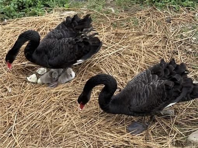 コクチョウ一家にユニークな名前　地元グルメや農産品由来／台湾・苗栗