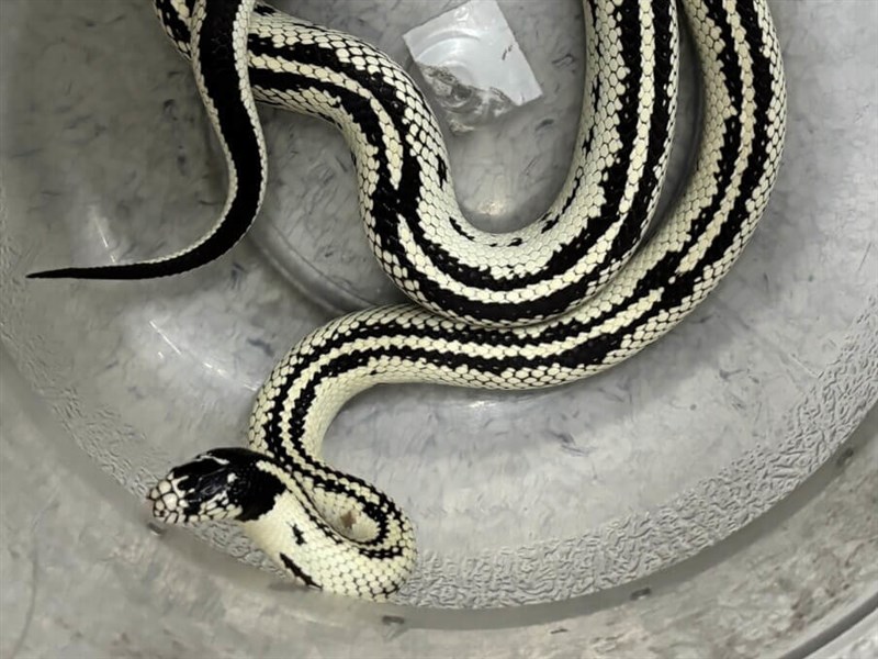 台北メトロの車内にヘビ　ペットか　飼い主見つかれば過料科す方針／台湾