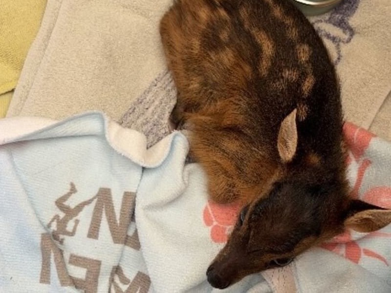 台北市内でキョン相次ぎ発見　市動物保護処が通報呼びかけ　驚きで死亡する恐れ