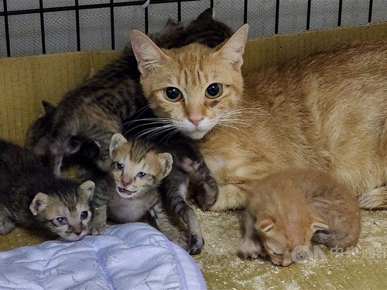 保護動物の里親は「猫派」が8割＝新北市の施設統計／台湾