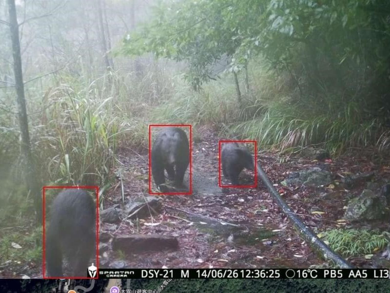 台湾でヒトとクマの遭遇が増加傾向　林保署、放獣個体の追跡映像公開　食物の適切な処理呼びかけ