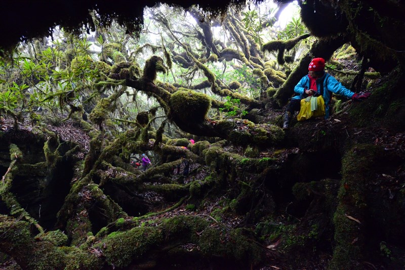 台灣中級山玉里山一帶的台灣杜鵑苔蘚森林。（圖片提供／崔祖錫）